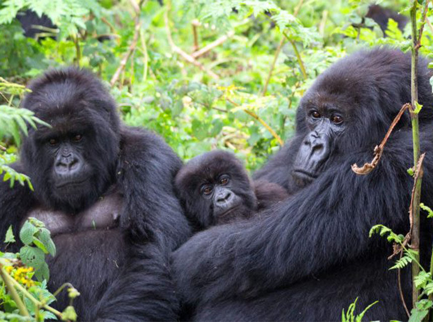 Bwindi Impenatrable